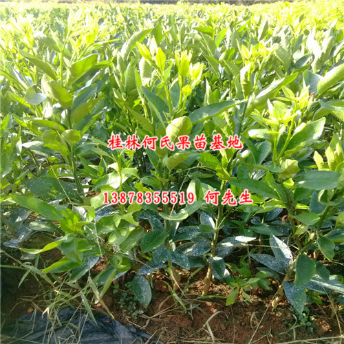 出售沃柑苗/灵山沃柑苗/广西果树苗