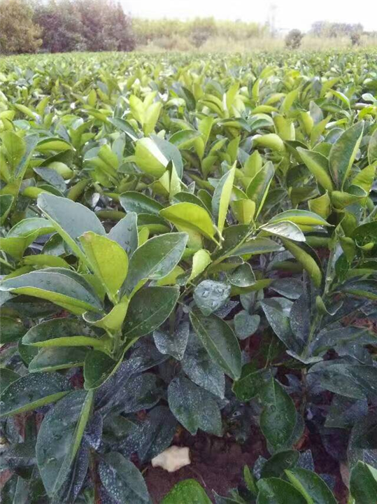 纽荷尔脐橙苗，广西平乐苗圃基地 