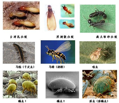 珠海专业灭鼠公司 