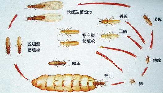 珠海杀白蚁 