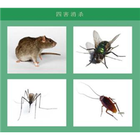 珠海灭鼠公司电话 
