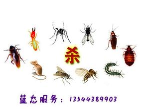 珠海专业除四害 