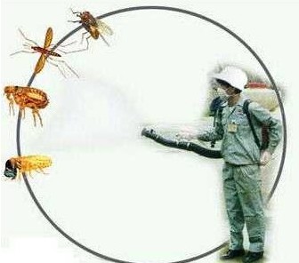 珠海专业杀虫灭蚊 