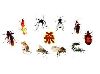 珠海专业杀虫灭鼠公司 