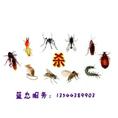 珠海专业除四害 