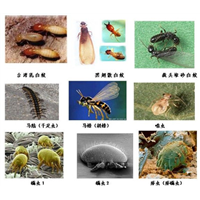 珠海专业灭鼠公司 