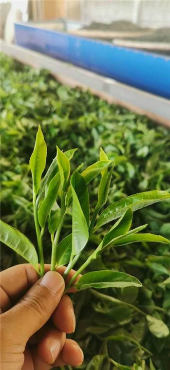 勐海普洱茶 