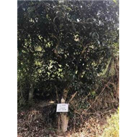 普洱茶加工方法有哪些 