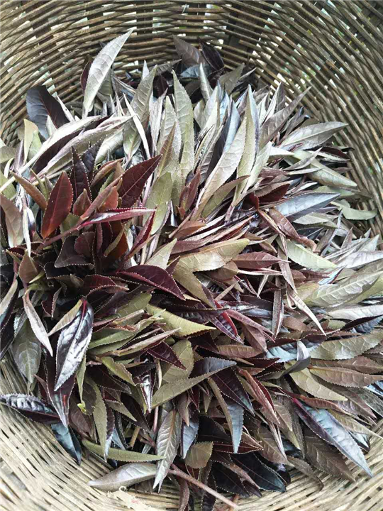 勐海和兴茶叶、西双版纳紫韵青饼普洱茶 