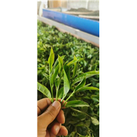 批发普洱茶 