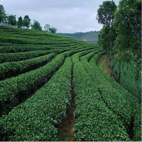 普洱茶产地，原生态普洱茶 