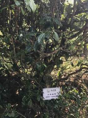 勐海普洱茶质量保证 