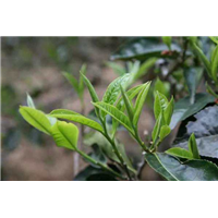 普洱茶的来源 