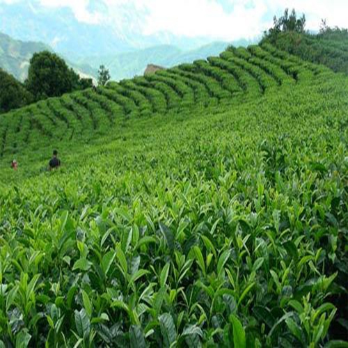勐海普洱茶普洱茶源头 