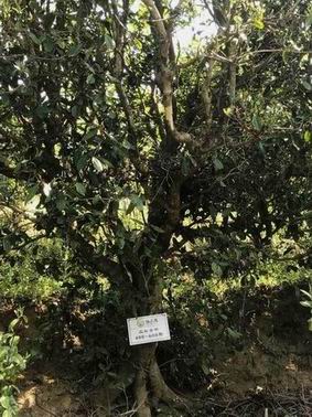 勐海普洱茶产地 