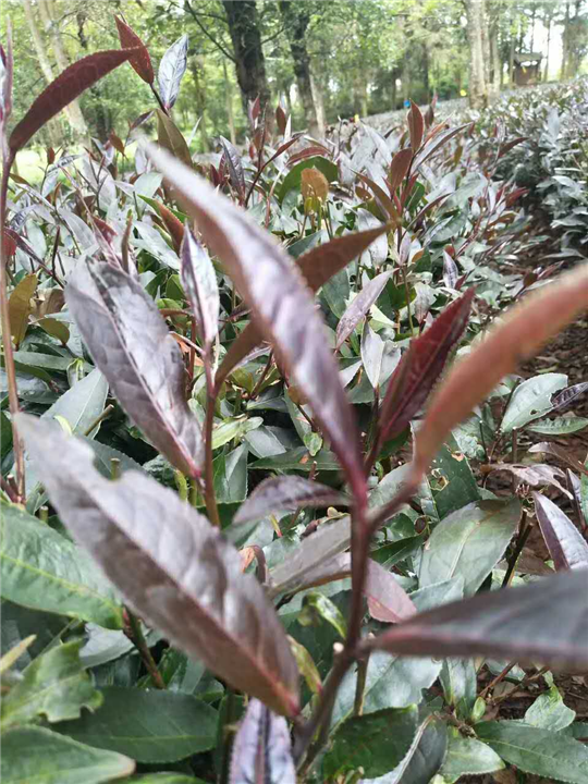 紫韵青饼普洱茶价格 