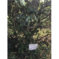 长期供应普洱茶 