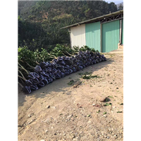 哪里有出售柚苗 