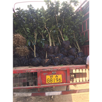 福建漳州红心幼苗求购|种植 