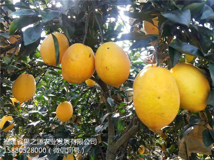 木瓜柚苗