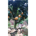 福建柚苗漳州|小苗|批发 