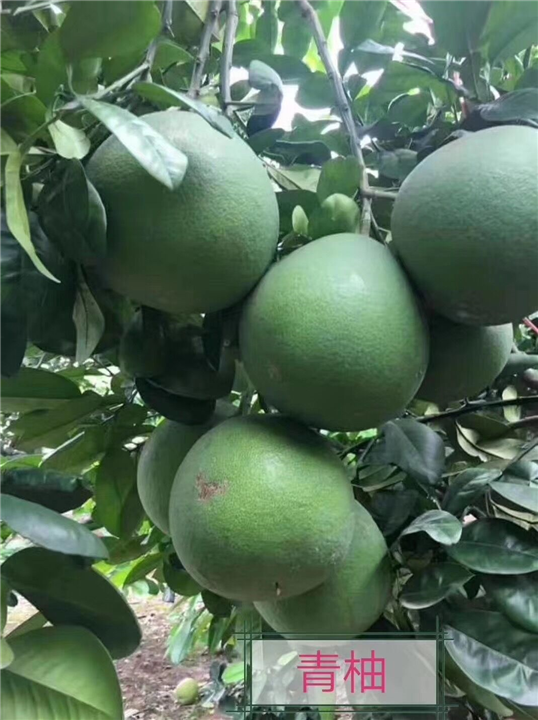 泰国翡翠青柚苗