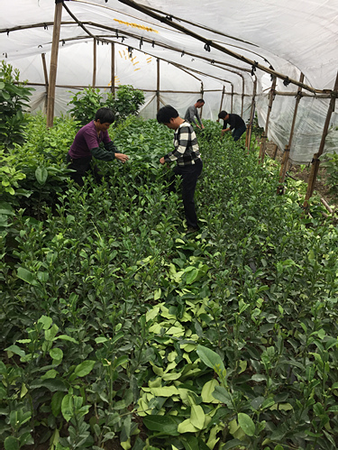 三红蜜柚苗图片33 