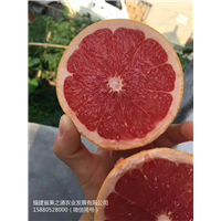 红宝石柚苗