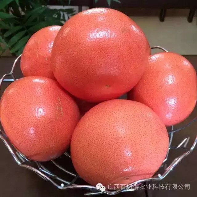红宝石柚苗