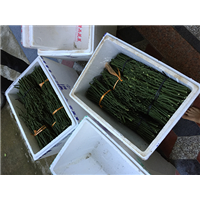 福建漳州哪里的三红蜜柚苗比较便宜 