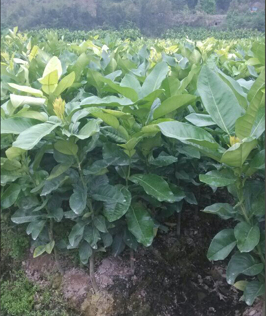 福建漳州红心蜜柚价格|基地 