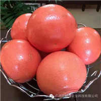 红宝石柚苗