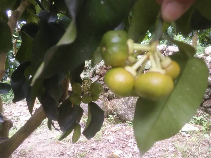 漳州平和柚子苗价格|基地 