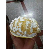 鸡尾葡萄柚苗