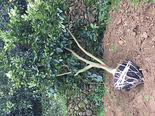 厦门蜜柚苗基地 
