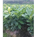 福建平和哪里的蜜柚比较便宜 
