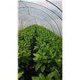福建漳州红心蜜柚苗求购|种植 