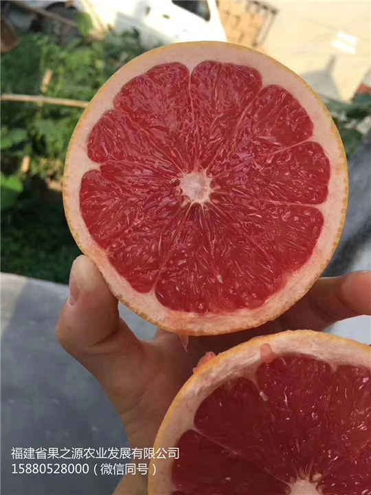 红宝石柚苗