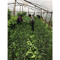 三红蜜柚苗图片33 