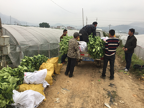 漳州平和柚子苗价格|基地 