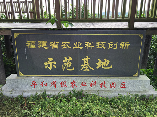 **蜜柚苗产地 