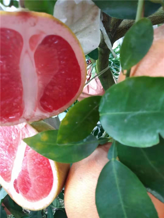 三红蜜柚苗产品图6 