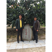 三红蜜柚苗图片31 