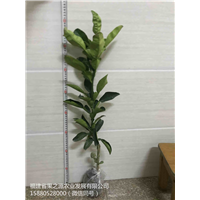 泰国翡翠青柚苗