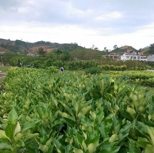 福建蜜柚小苗价格 