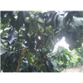 柚苗批发|出售 