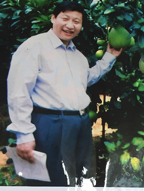泉州蜜柚苗 