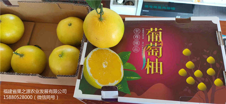 鸡尾葡萄柚苗