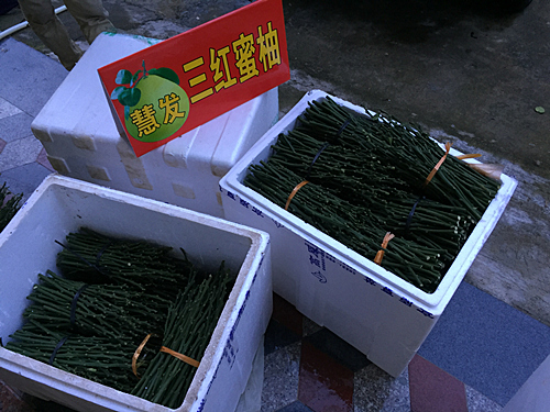 漳州平和蜜柚价格|基地 