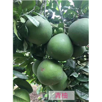 泰国翡翠青柚苗